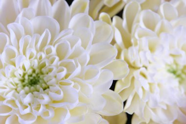 Beyaz kasımpatı, yakın plan, çiçek arkaplan