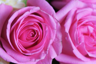 Pembe ve beyaz gül makrosu arkaplanı kapatın.