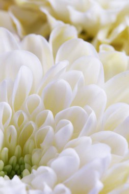 Beyaz kasımpatı çiçekleri çiçek arkaplanını kapatır