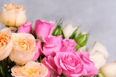 Gri arka planda pembe güller. Yakın plan.