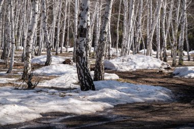 Orman erken ilkbaharda huş ağacı. Erken Bahar orman. ilk sıcak gün