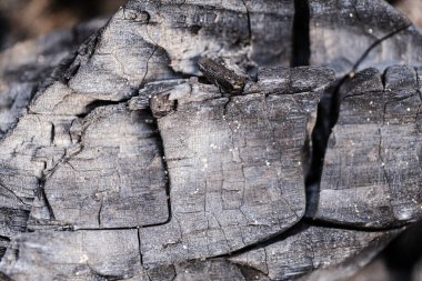 Background is charred burnt wood in closeup clipart