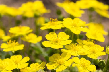 Caltha palustris. Sarı kır çiçekleri yakın plan. Bahar arka planı. Seçici odak