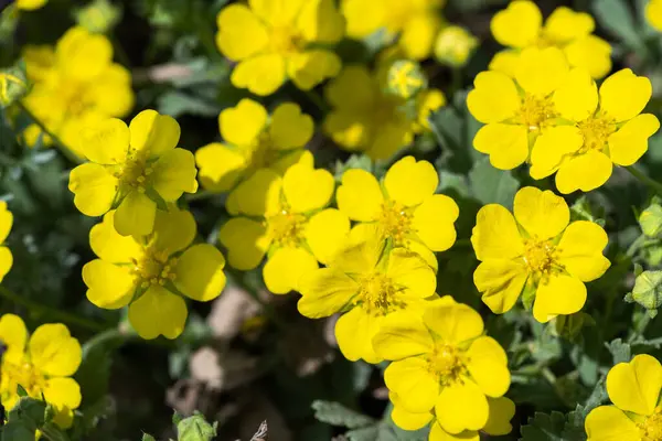 stock image Closeup of the small yellow flowers of Adonis vernalis