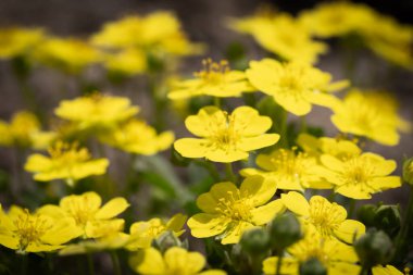 Caltha palustris, Calthaceae familyasından bir bitki türü.