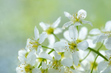 Beyaz kiraz çiçekleri yeşil arka plan yakın çekim makro fotoğrafçılık