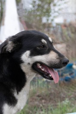 Siyah ve beyaz kırma köpek kameraya bakıyor.