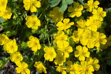 Adonis Vernalis 'in küçük sarı çiçeklerine yakın çekim