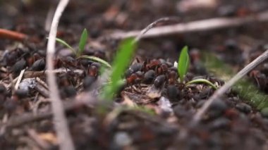 Bir sürü orman kırmızı karıncaları. Karınca yuvasına ya da çalışan böceklerin makro fotoğraflarına yakın çekim. Vahşi doğadaki karıncalar.