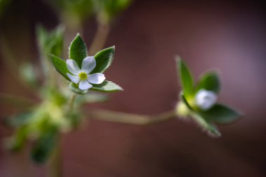 Bulanık arkaplanda küçük beyaz bir çiçek. Sığ alan derinliği