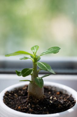 Genç filizlenen çöl gülü ya da pencere pervazındaki saksıda adenyum çiçeği