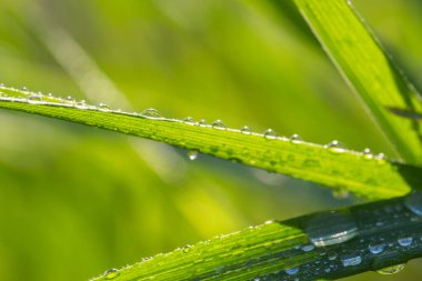 Taze yeşil çimen çiy ile yakın kadar bırakır. Doğa arka plan