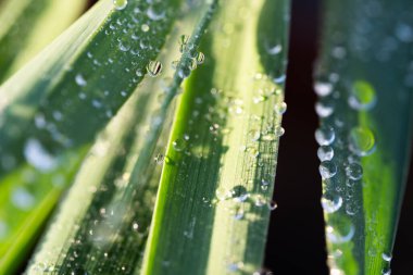 Yeşil çimenlerin üzerindeki su damlacıkları, yaklaşın. Doğa arkaplanı
