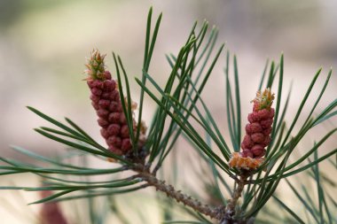 Bahar ormanında yeni kozalaklı çam dalı, yakın plan.