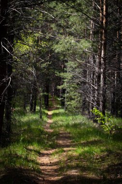 İlkbaharda çam ormanında yol. Güzel doğa arkaplanı