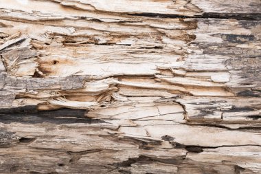 Arkaplan yırtık ahşap liflerden oluşur.