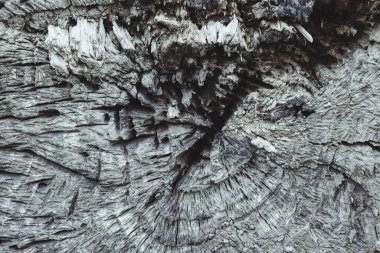 Arka plan, yakın planda devrilmiş yaşlı bir ağacı kesmek.