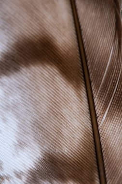 Doku ve arka plan kuş tüyüne yakındır.