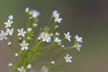 Yakından beyaz taçyapraklı küçük çiçekler. Bahar ve yaz konsepti