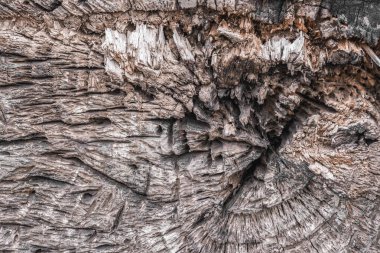 Arka plan, yakın planda devrilmiş yaşlı bir ağacı kesmek.