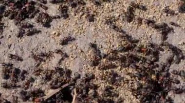 Bir sürü orman kırmızı karıncaları. Karınca yuvasına ya da çalışan böceklerin makro fotoğraflarına yakın çekim. Karıncalar doğada. Sandy arkaplanı.