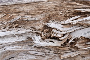 Arkaplan yırtık ahşap liflerden oluşur.