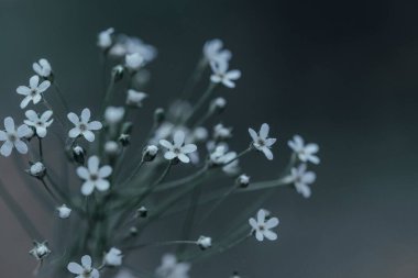 Koyu arkaplanda beyaz çayır çiçekleri