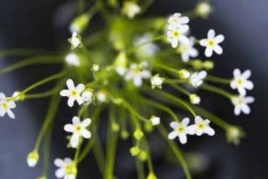 Koyu arkaplanda beyaz yapraklı çiçekler.