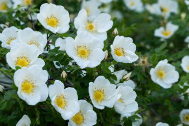 Çiçek tomurcukları çiçek açan yeşil yapraklar.