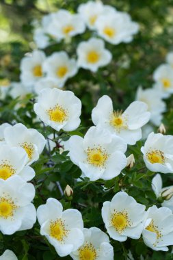 Çiçek tomurcukları çiçek açan yeşil yapraklar.