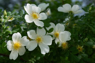 Çiçek tomurcukları çiçek açan yeşil yapraklar.