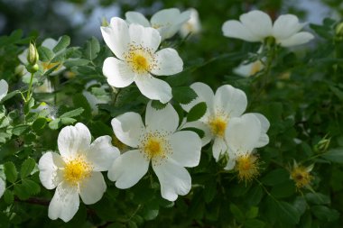 Çiçek tomurcukları çiçek açan yeşil yapraklar.