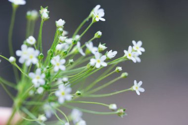Bulanık arka planda küçük beyaz çiçekler. Sığ alan derinliği