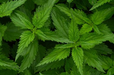 Nettle yakın plan çeker. Doğa arkaplanı