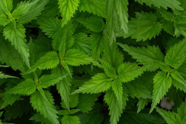 Yeşil ısırgan otu yaprakları yakın plan, doğal arka plan, üst manzara