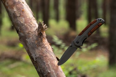 Ormandaki bir ağacın dalında av bıçağı.