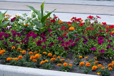 Flowerbed with bright flowers in city park