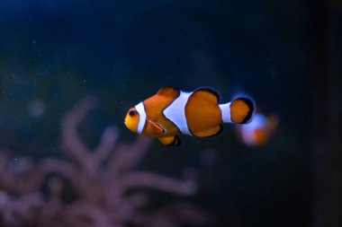 Karanlık bir arka planda akvaryumda palyaço şakayık balığı.