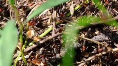 Bir sürü orman kırmızı karıncaları. Karınca yuvasına ya da çalışan böceklerin makro fotoğraflarına yakın çekim. Vahşi doğadaki karıncalar.
