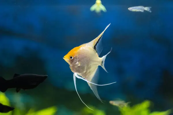 stock image Tropical fish in an aquarium, closeup view. On blue background