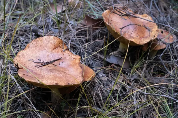 stock image Edible mushrooms in autumn forest