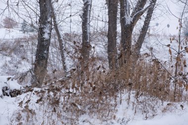 Karla kaplı ağaçlarla ve çalılıklarda serçe sürüsüyle kış manzarası