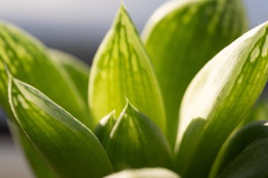 Yakın plan yeşil sulu bitki parlak güneş ışığına karşı