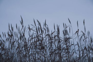 Bulutlu gökyüzüne karşı kuru sazlıklar. Renkli