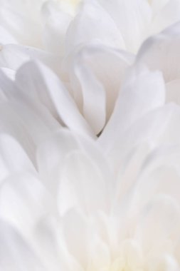 Beyaz kasımpatı çiçekli makro yakın plan. Doğa arkaplanı