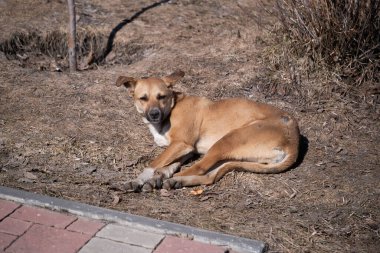 Evsiz köpek parkta yerde yatıyor.
