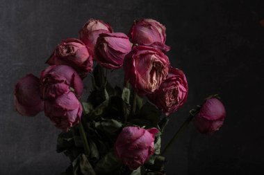 Koyu arkaplanda solmuş pembe güller. Durgun hayat