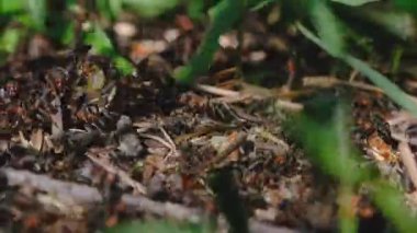 Arka plandaki yeşil çimlere karşı karınca sürüsü. Yandan yakın çekim makro fotoğrafçılık.