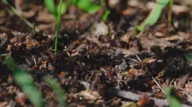 Arka plandaki yeşil çimlere karşı karınca sürüsü. Yandan yakın çekim makro fotoğrafçılık.