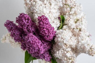 Beyaz arka planda bir demet leylak ve beyaz leylak çiçeği.